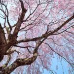 花見の起源～なぜ日本人はサクラを愛でるようになったのか～